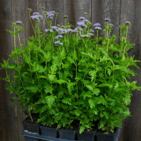 Gregg's Mistflower 2 gallon