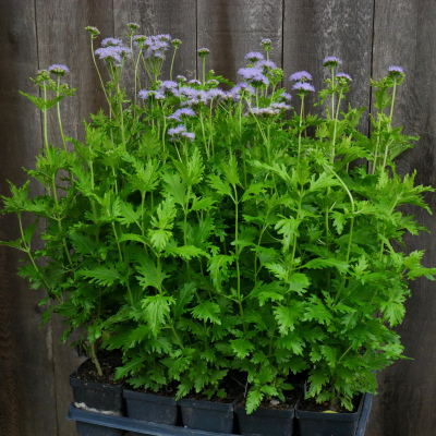 Gregg's Mistflower 4"