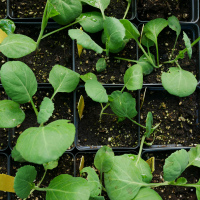 Collards 4"