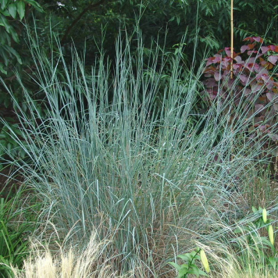 Little Bluestem - 4"