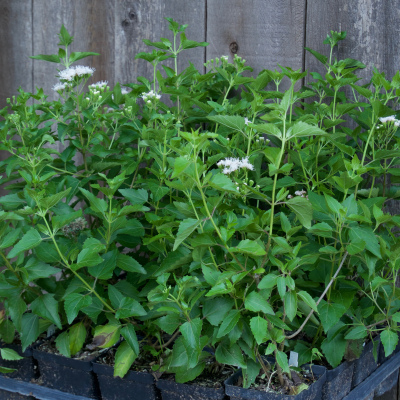 White Fragrant Mistflower - 4"