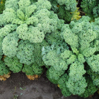 Kale
