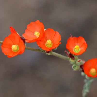 Globemallow, Desert MIXED COLOR 4"