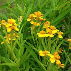 Mexican Mint Marigold 2 gallon