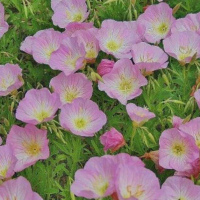 Pink Evening Primrose 1 gallon