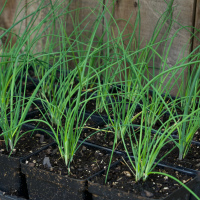 Chives 4"