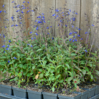 Sinaloan Sage 1 gallon 