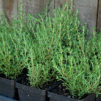 Thyme 1 gallon