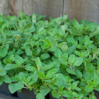 Oregano 1 gallon