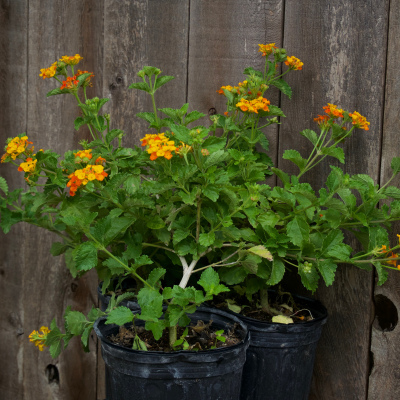 Texas Lantana - 4"