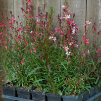 Pink Guara 1 gallon