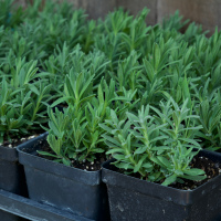 Lavender - 1 gallon