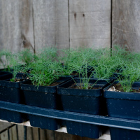 Dill 4"