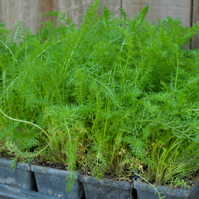 Yarrow, White - 1 gallon