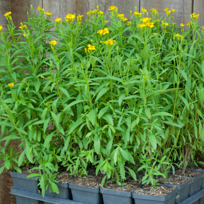 Mexican Mint Marigold - 4"