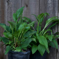 Purple Cone Flower - 1 gallon 