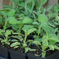Culinary Sage 1 gallon