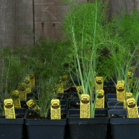 Fennel  4"
