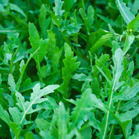 Arugula, Bellizia