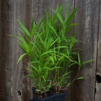 Inland Seaoats - one gallon