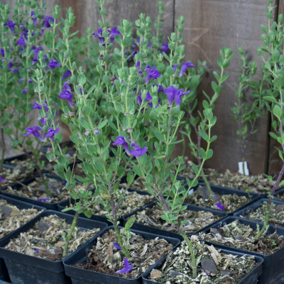 Purple Trailing Skullcap  4"