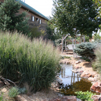 Switchgrass 1 gallon