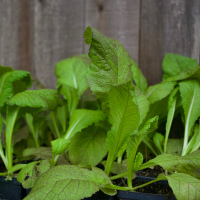 Mustard Greens - Red Giant 4"