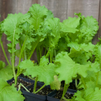 Mustard Greens - Southern Giant 4"