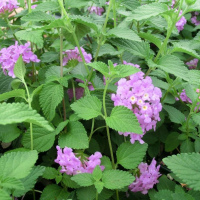Purple Trailing Lantana 1 gallon 
