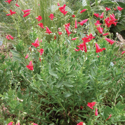 Rock Penstemon - 4"